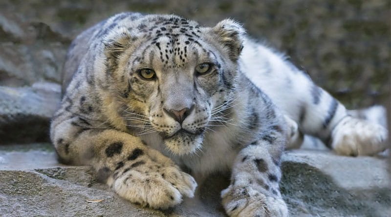 Leopardo de las Nieves enpeligro de extinción
