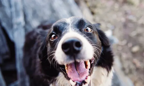 ¿Pueden los animales predecir desastres?