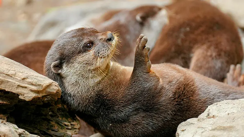 20 animales salvajes que parecen tiernos