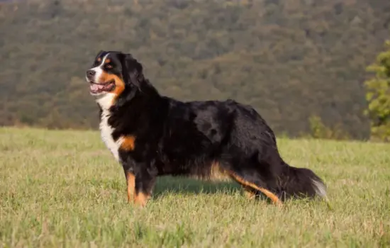 Boyero de Berna Perros que viven menos
