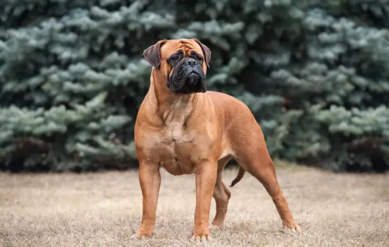 Bullmastiff Perros que viven menos años