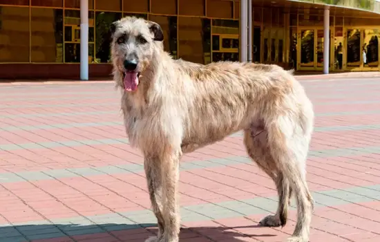 Lebrel Irlandés Perros que viven menos años