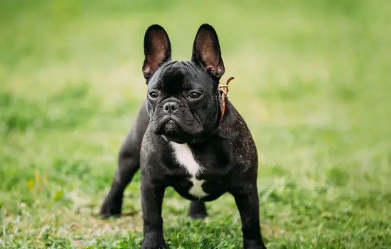 Bulldog Francés Razas de perros que viven menos años