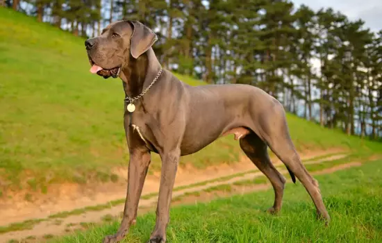 Gran Danés Razas de perros que viven menos años