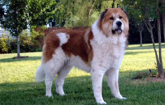 Pastor Caucásico: El Guardián de Vida Corta