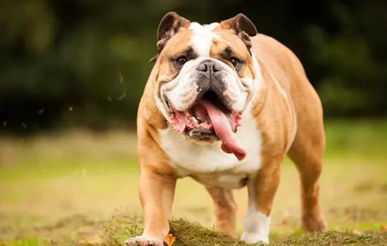 Bulldog Inglés