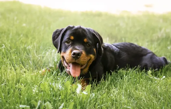 Rottweiler Razas de perros que viven menos años