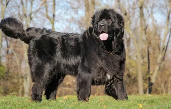 Terranova Rottweiler Razas de perros que viven menos años