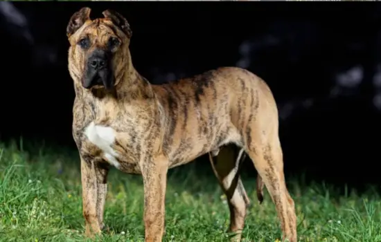 Presa Canario: Fuerza con Fecha de Caducidad