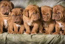 Razas de perros que viven menos años