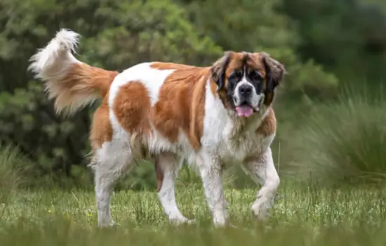Razas de perros que viven menos años San Bernardo